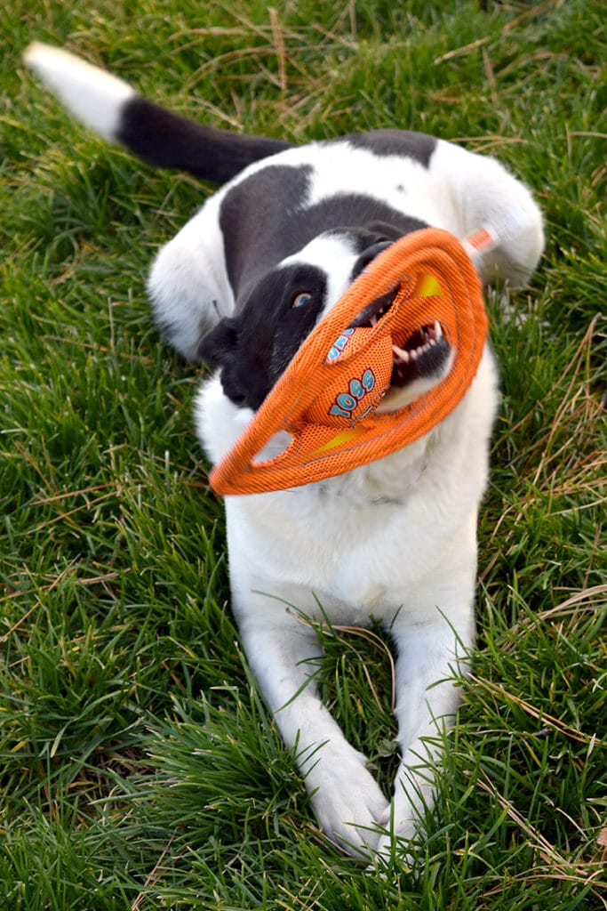 Hartz Dog Toys