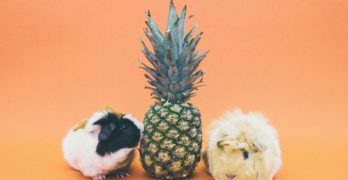 Homeopathy Isn't Just For Humans