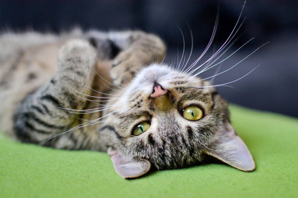 Homeopathy for Pets - Hairball Treatment
