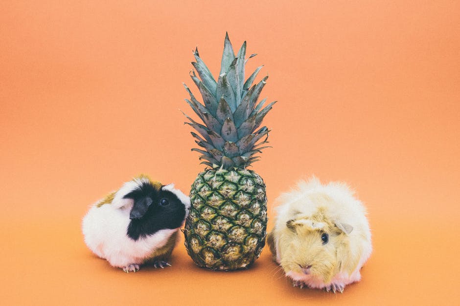 Homeopathy Isn't Just For Humans