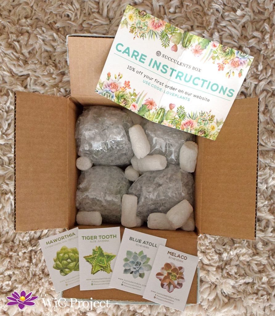 What's Inside a Succulents Box Subscription Box