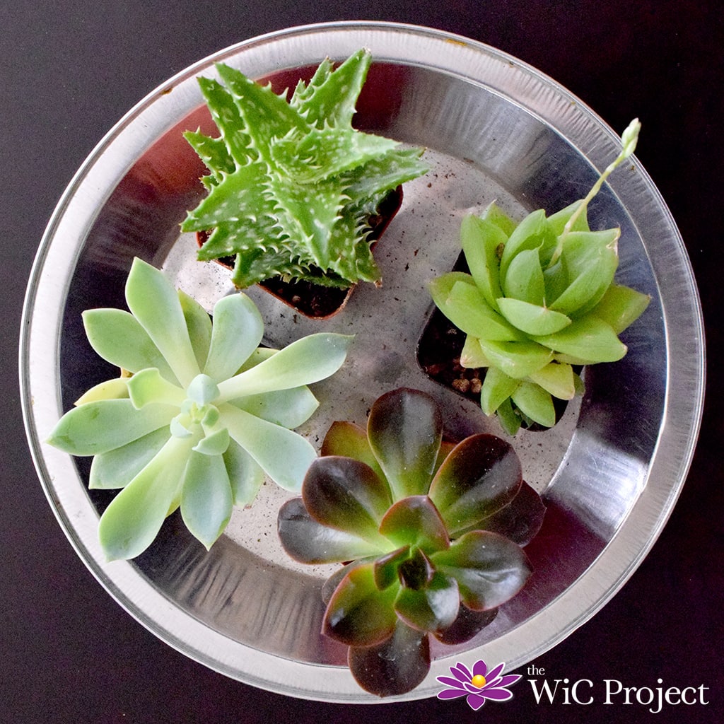 Watering the Succulents
