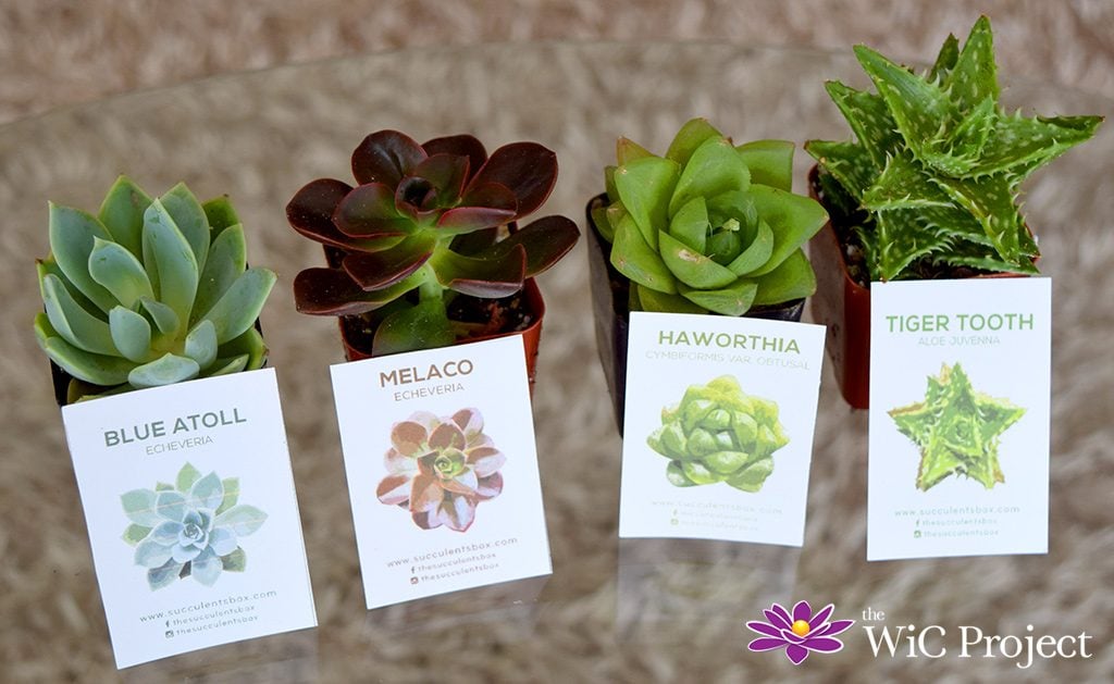 Succulent Box Review: Succulents & Cactus Subscription Box