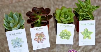 Succulent Box Review: Succulents & Cactus Subscription Box
