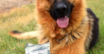Judah Enjoys AndHemp AndPets Peanut Butter Treats