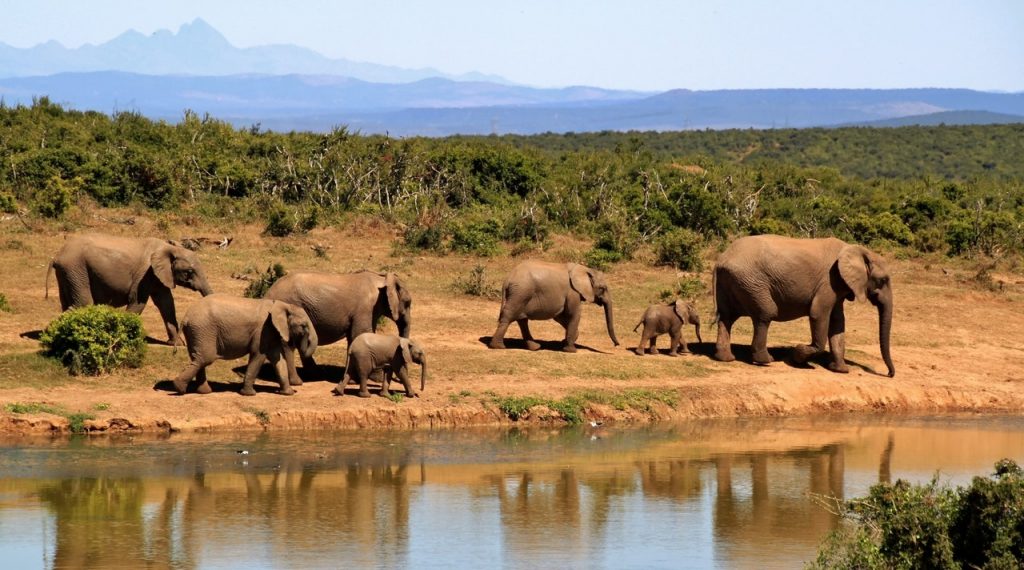 Bucket List Adventures - Elephants