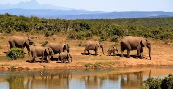 Bucket List Adventures - Elephants