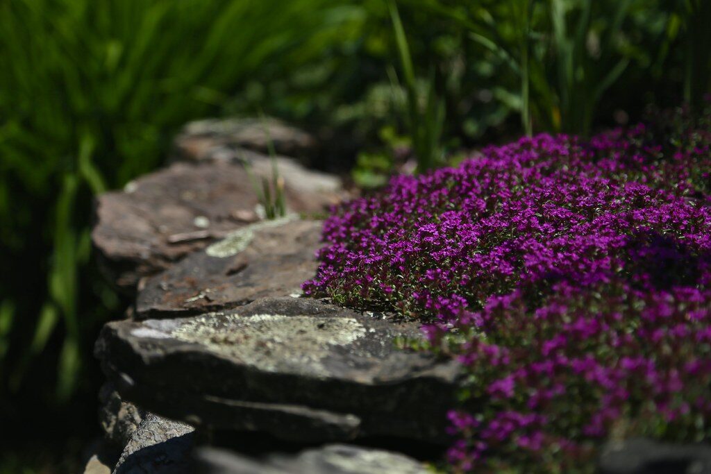 Creeping Thyme