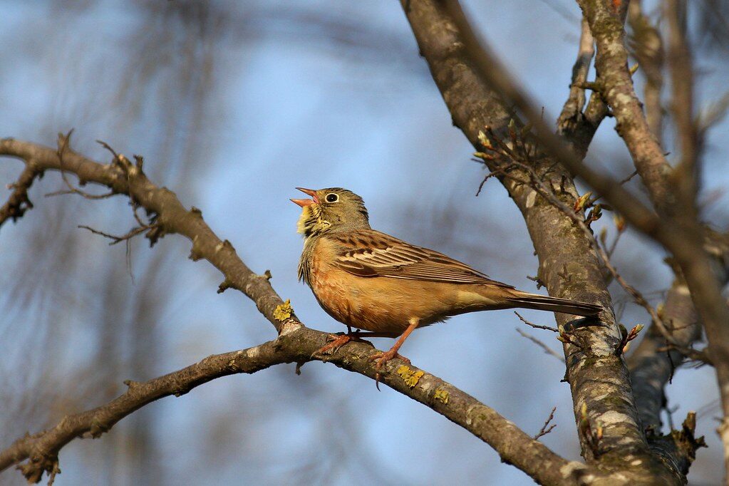 Ortolan Bird