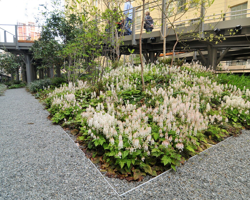 Foamflower