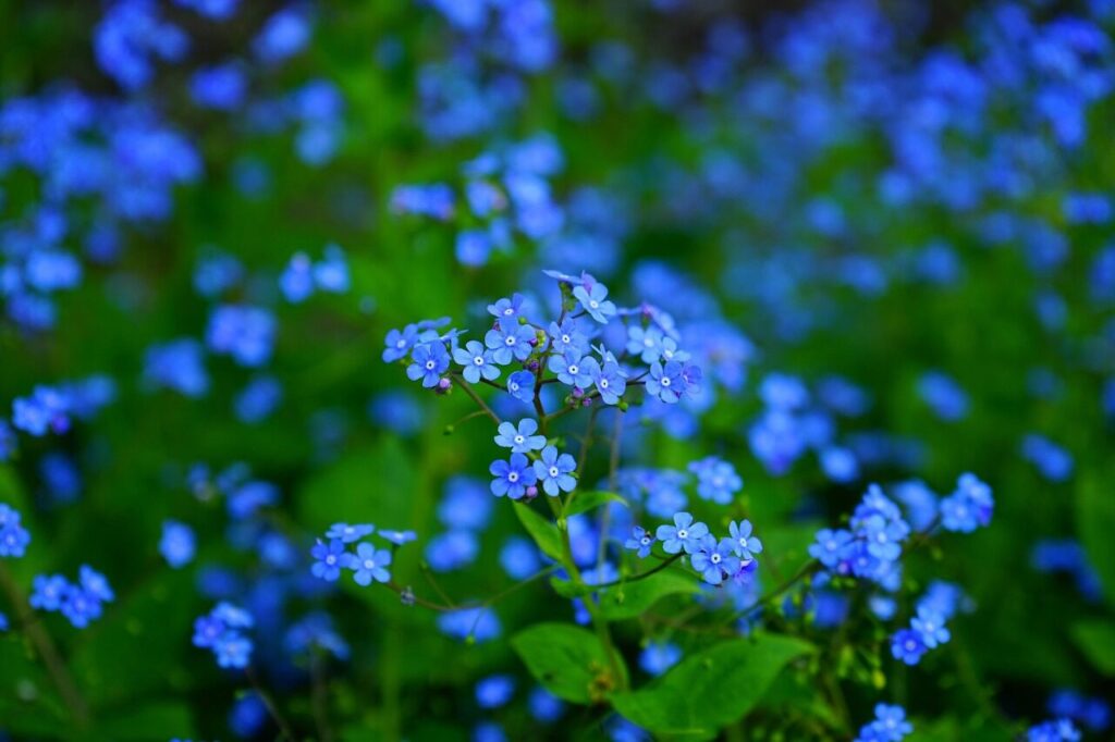 forget-me-nots, flowers, blue flowers, beautiful flowers, petals, blue petals, bloom, flower background, blossom, flora, floriculture, horticulture, botany, nature, plants, garden, flower garden, close up, brunnera vergissmeinnicht, brunnera macrophylla, flower wallpaper, brunnera, boraginaceae