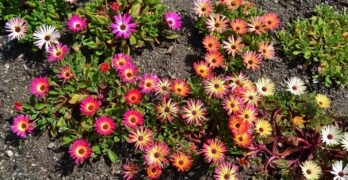 mesembryanthemum, flowers, memsies, summer, plant, bloom, beautiful flowers, nature, flora, garden, pink, daisy, natural, blooming, blossom, botanical, petal, gardening, color, colorful, vibrant, flower background, red, bright, flower wallpaper, succulent, vivid