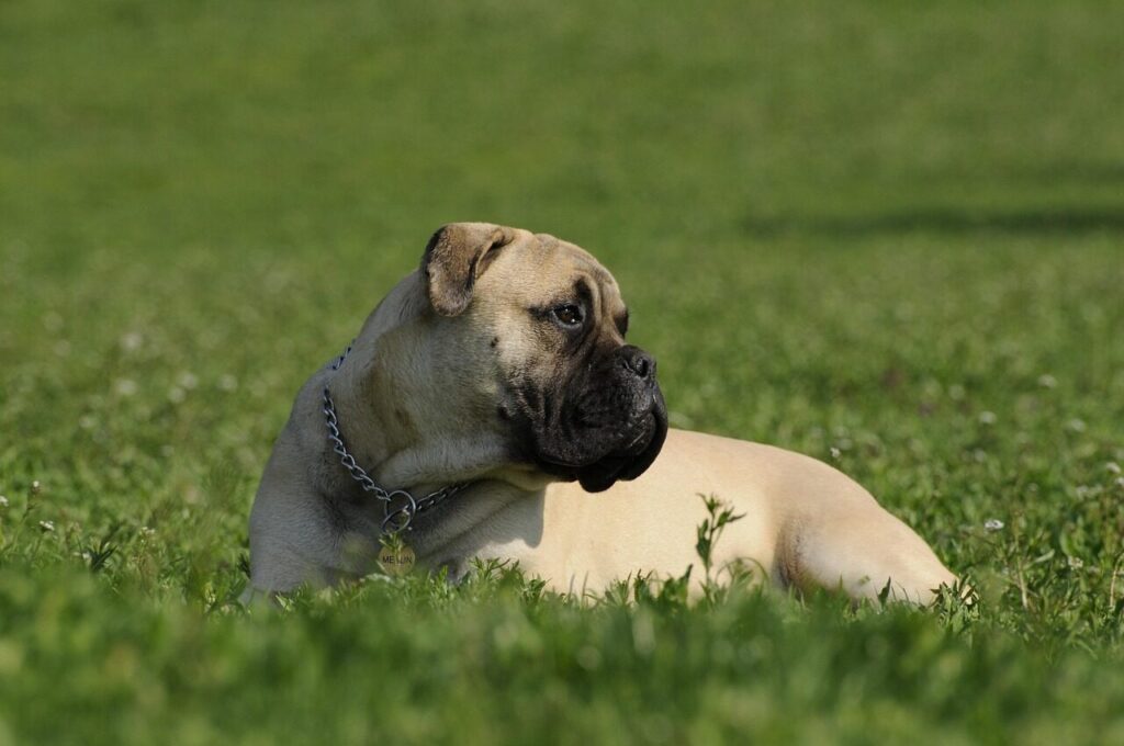 bullmastiff, pet, nature, animal, dog, grass