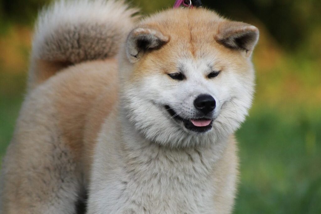 akita, akita inu, pet, japanese akita, dog, animal, red dog