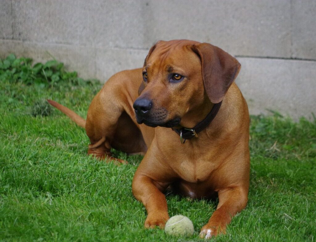 dog, pet, ridgeback, animal, rhodesian