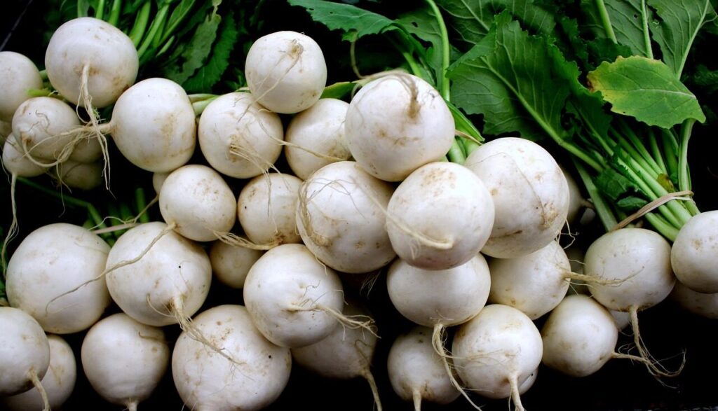 root, vegetable, white turnip, turnips, roots, turnip, raw, fresh, crisp, salad, turnips, turnips, turnip, turnip, turnip, turnip, turnip