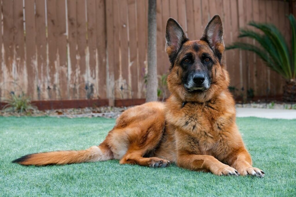 german shepherd dog, pet, guard dog, loyal dog, guard dog, guard dog, guard dog, guard dog, guard dog
