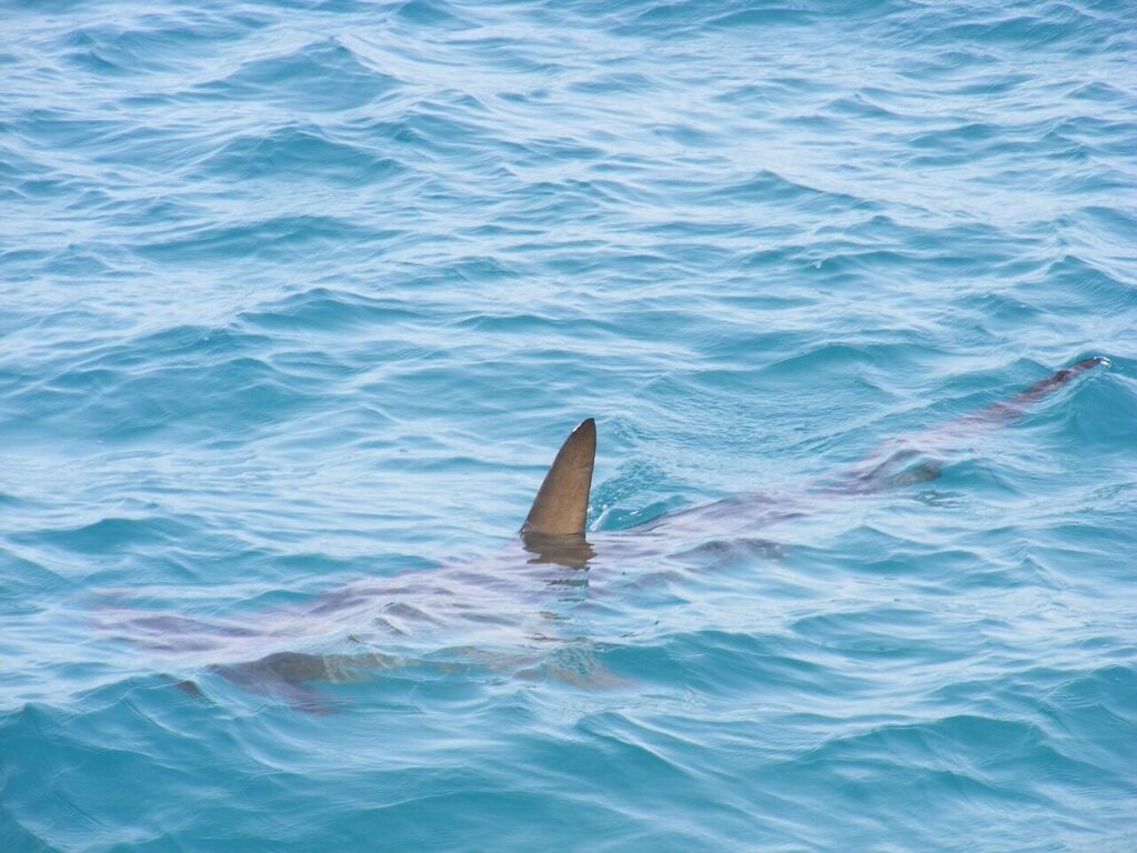 shark fin, shark, fin, sea, fish, ocean, water, animal, predator, marine, wildlife, blue, swimming, nature, creature, wild, diving, species, blue fish, blue fishing, shark fin, shark fin, shark fin, shark, shark, shark, shark, shark