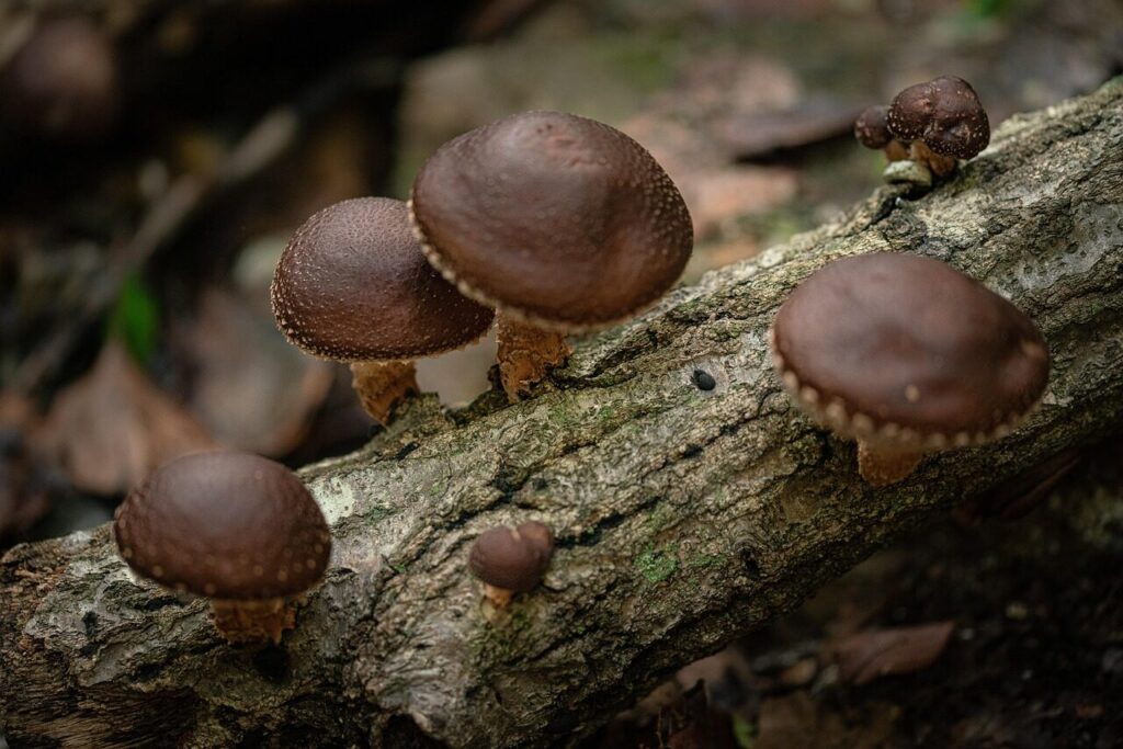 wild shiitake mushroom, mountain, food, delicious, nature, landscape, vietnam, health, brown health