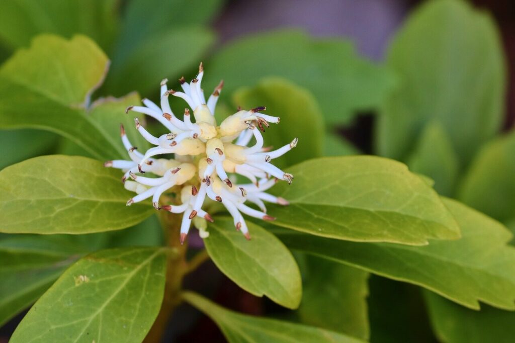 japanese ysander, pachysandra terminalis, thick males, thick anther, the shade of green, ysander, nature, ornamental plant, ornamental flower, blossom, bloom, bloom, pachysandra, poisonous, book tree greenhouse, garden, garden plant, spring, petals, beauty, water, decorative