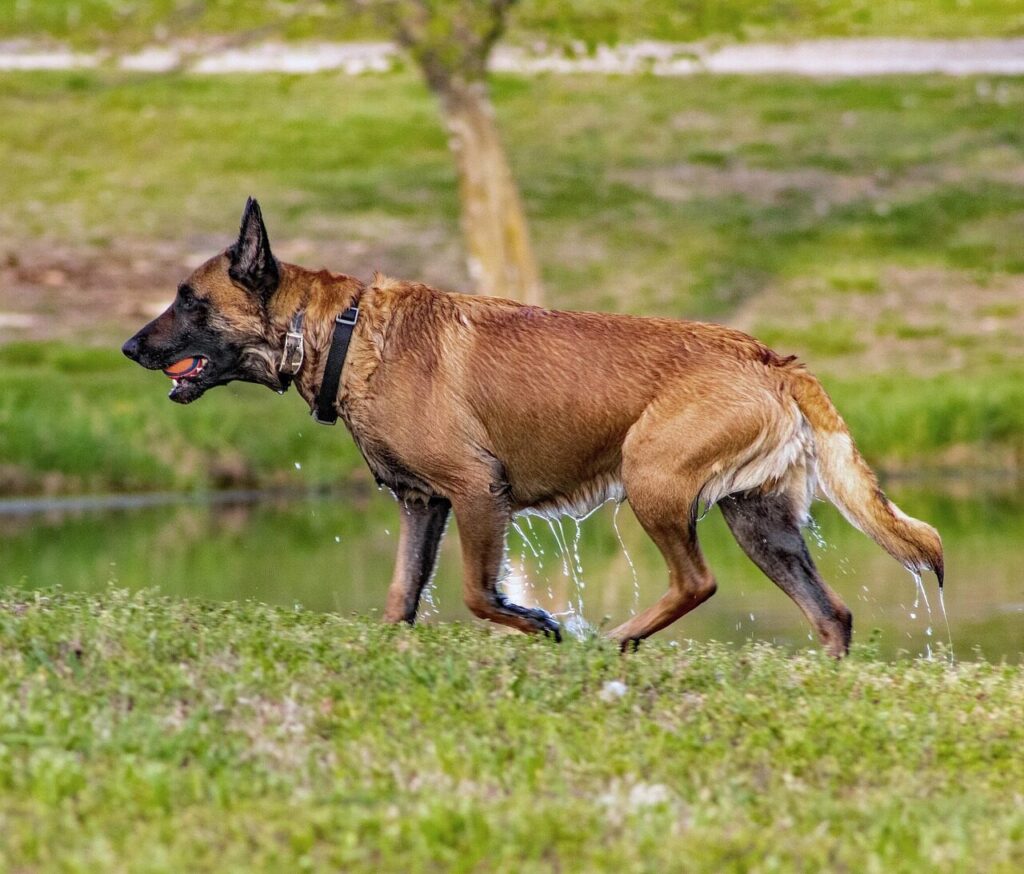 dog, animal, ball, belgian malinois, pet, playful, canine