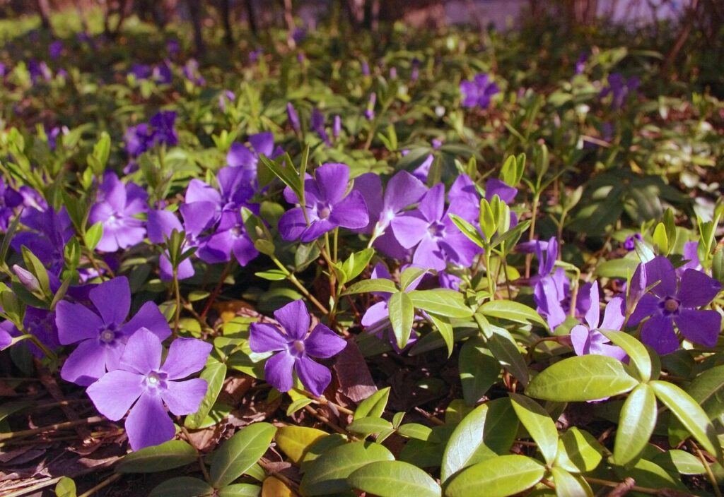 periwinkle, flowers, purple, bloom, blossom, garden, plant, violet, petals, vinca, flower background, minor, beautiful flowers, nature, flower wallpaper, groundcover, leaves, green, spring, blooming