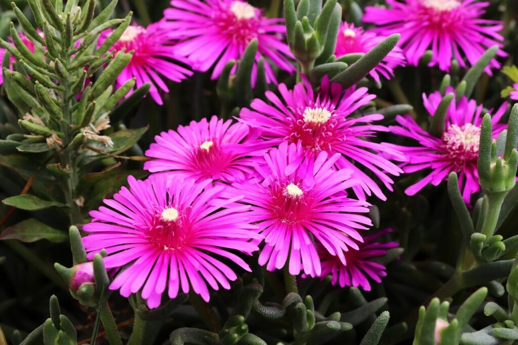 ice plant, flowers, pink flowers, magenta, flower wallpaper, blossom, garden bloom, succulent, perennial, mesembryanthemum, ground cover, flower background, nature, beautiful flowers, botany, plant closeup, spring, spring flowers, floral, vibrant, garden, natural beauty, blooming, daisy-like, sunlight, ornamental plant, colorful petals, macro flower