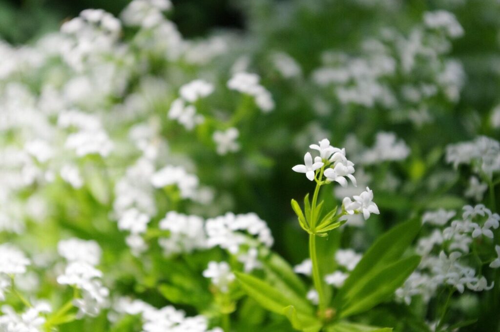flower, small, white, sweet woodruff, spring, nature, garden, tender, beautiful flowers, bloom, plant, blossom, galium odoratum, petals, blooming, gardening, 大通公園, flower background, flower wallpaper, クルマバソウ, 白い花