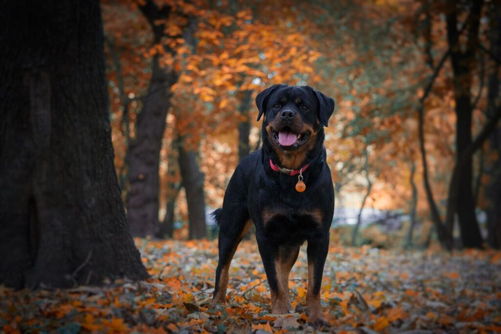 dog, rottweiler, pet, darling, walks, autumn, animal, forest, nature, cute
