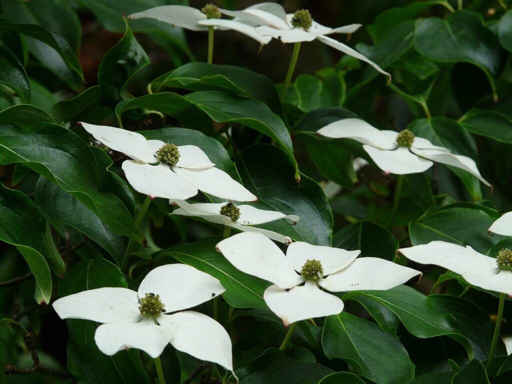 asian dogwood, flowering dogwood, dogwood, cornus kousa, plant, blossom, bloom, flora, white, nature, ornamental plant