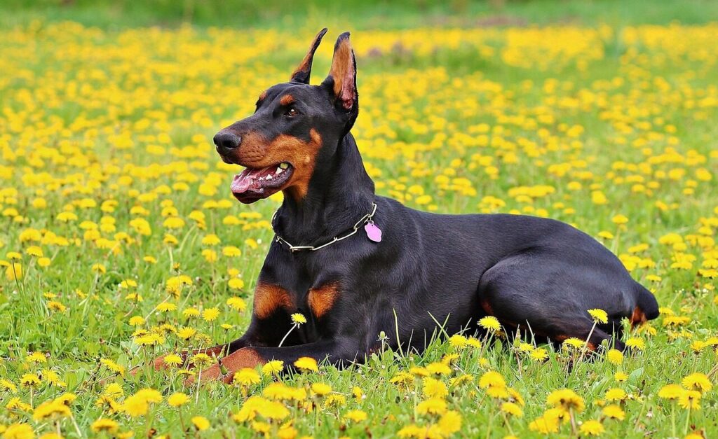 doberman, animal, pet, dog, nature, dobermann