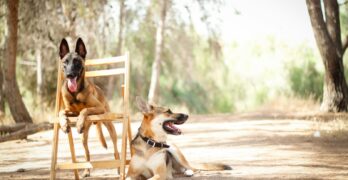 brown and black short coated dog sitting on brown wooden chair during daytime