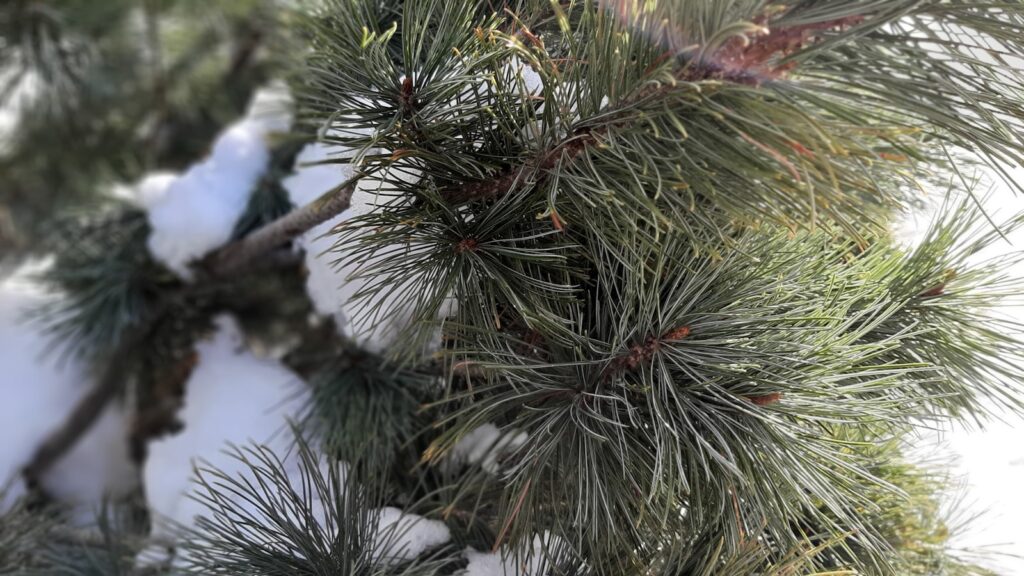 a close up of a pine tree with snow on it